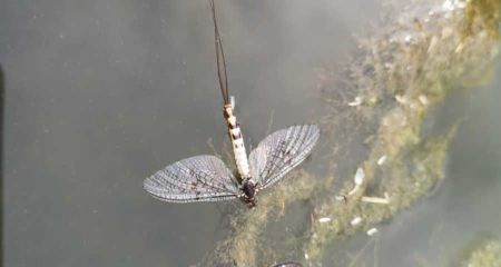 Bilder aus unserem Fliegenfischer Paradies an der Wiesent